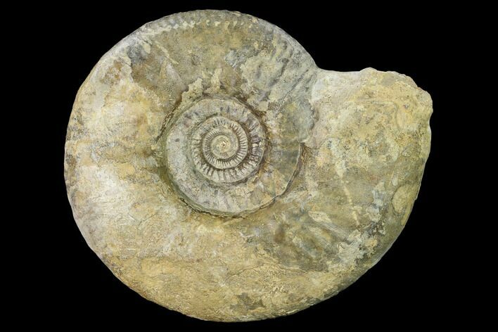 Bathonian Ammonite (Procerites) Fossil - France #152714